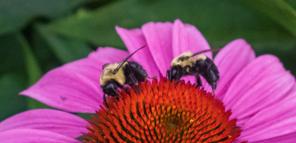 Bees in Indiana: A Spring Awakening and How to Support Them