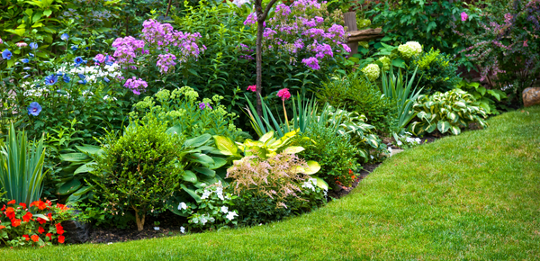 Feed the Need: Understanding Plant Nutrition for Healthier Gardens