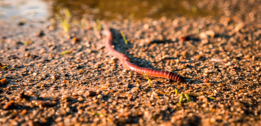 Earthworms–What they leave behind is golden for your houseplants