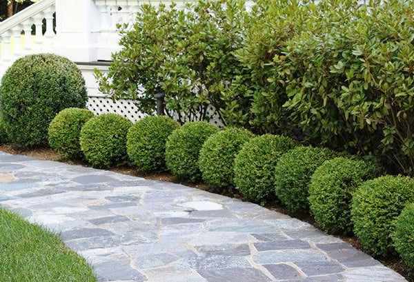 Boxwoods and Other Compact Evergreens