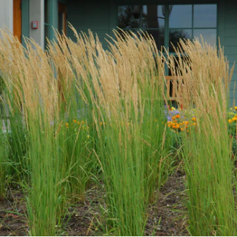 10 Ways to Protect Your Plants that Remain in the Ground Through Winter