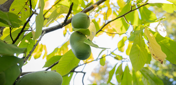 Hidden Gem of The Forest: Why Pawpaw Trees Matter More Than You Think