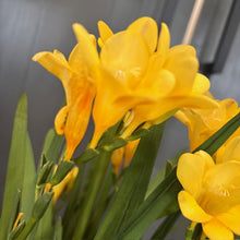 Load image into Gallery viewer, Freesia 'Annual'