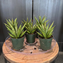 Load image into Gallery viewer, Three Sansevieria Rockman snake plants in green pots displayed on wooden surface