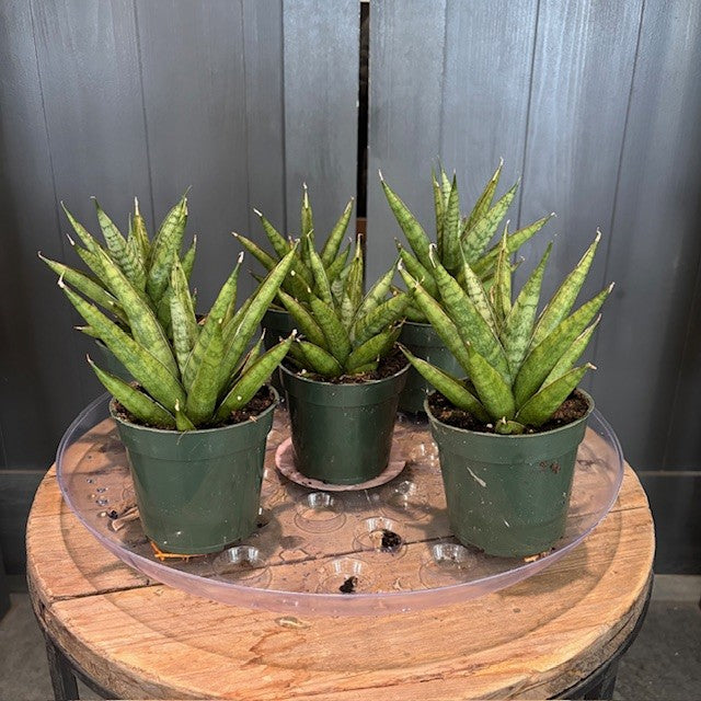 Sansevieria 'Rockman' Snake Plant - Indoor/Outdoor Beauty – Wasson
