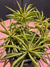 Load image into Gallery viewer, Spider plant with long arching green and yellow striped leaves in nursery setting