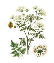 Load image into Gallery viewer, Vintage botanical illustration showing detailed plant with white umbrella-shaped flowers and serrated leaves