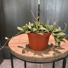 Load image into Gallery viewer, Hoya burtoniae variegata plant in terracotta pot on wooden table with trailing vines
