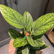 Load image into Gallery viewer, Monstera Peru plant with distinctive puckered green leaves showing prominent white veining patterns