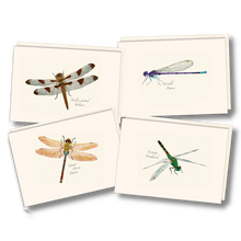 Load image into Gallery viewer, Four cream-colored notecards featuring illustrated dragonflies and damselflies with species names