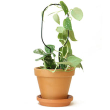 Load image into Gallery viewer, Mini Plant Stake Hoop - Black