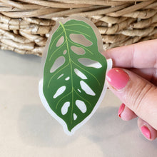 Load image into Gallery viewer, Hand holding transparent Monstera Adansonii leaf sticker with green fenestrated design against natural woven basket backgr...