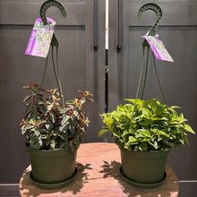 Load image into Gallery viewer, Two hanging Peperomia plants in green pots with colorful foliage varieties