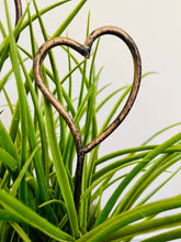 Load image into Gallery viewer, Metal heart-shaped garden stake positioned among vibrant green spider plant leaves