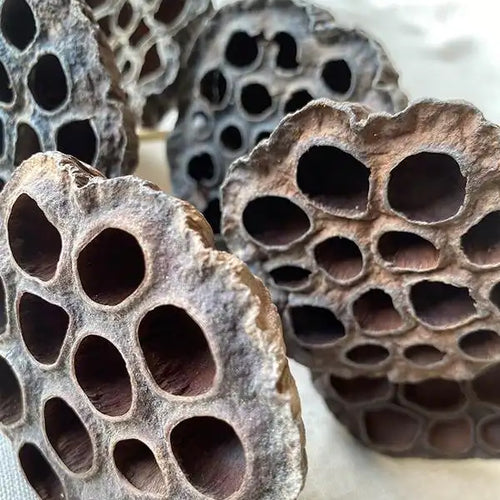 Natural Lotus Pod Picks