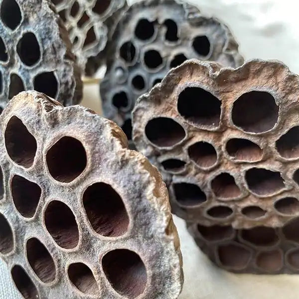 Natural Lotus Pod Picks