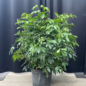 umbrella tree house plant Schefflera Umbrella Tree
