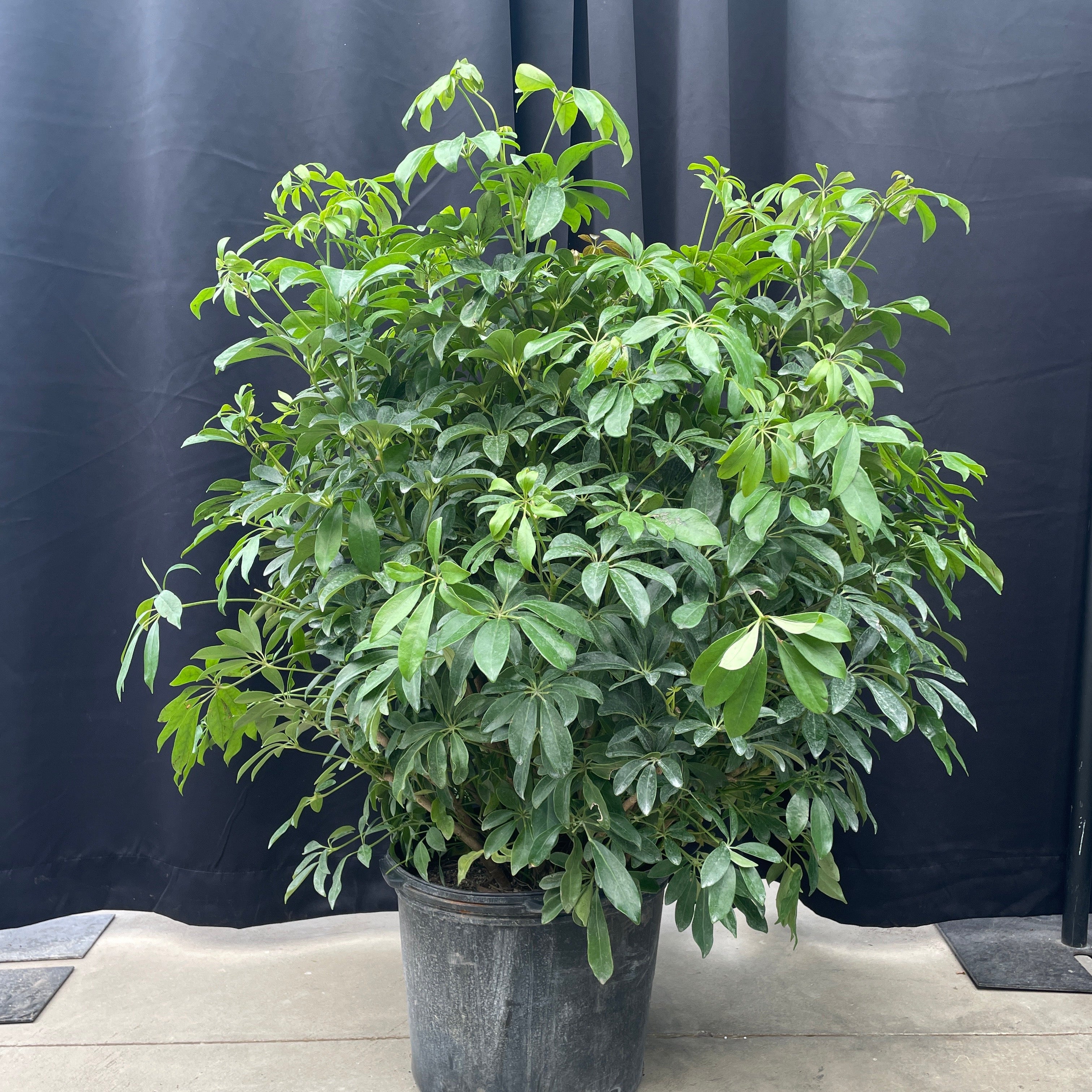 Schefflera Umbrella Tree