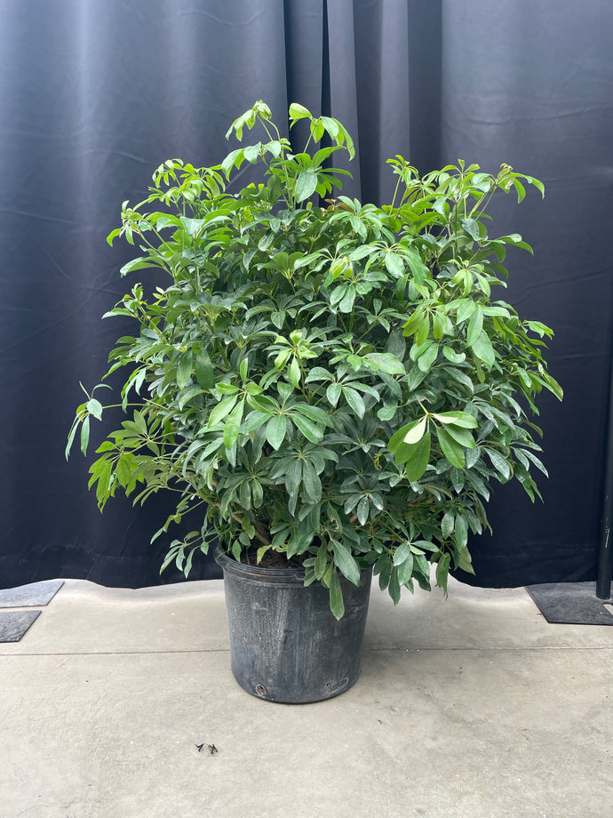 Schefflera Umbrella Tree