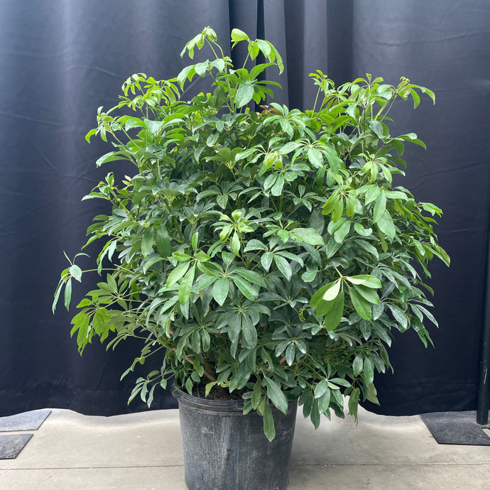 schefflera arboricola large Schefflera Umbrella Tree