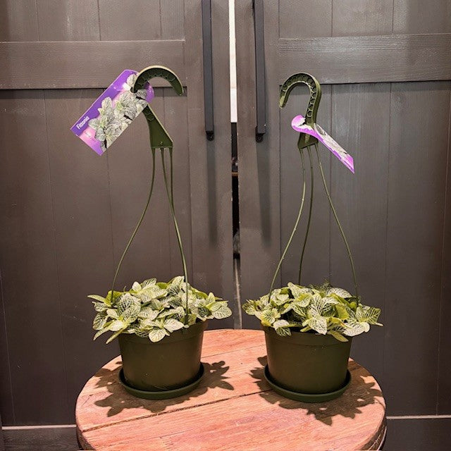 hanging nerve plant Fittonia Assorted Nerve Plant