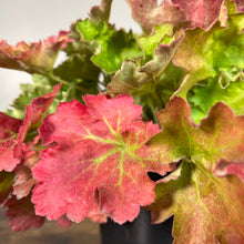 Load image into Gallery viewer, Coral Bells Lemon Love