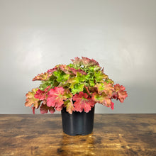 Load image into Gallery viewer, Coral Bells Lemon Love