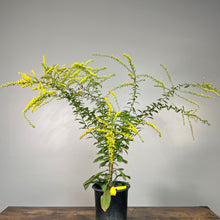 Load image into Gallery viewer, Goldenrod Fireworks perennial plant in black pot with bright yellow flower spikes