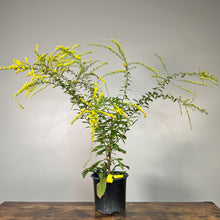 Load image into Gallery viewer, Goldenrod Fireworks perennial plant in black nursery pot with bright yellow flower spikes