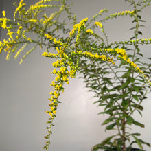 Load image into Gallery viewer, Goldenrod Fireworks perennial plant with bright yellow flower spikes and green foliage