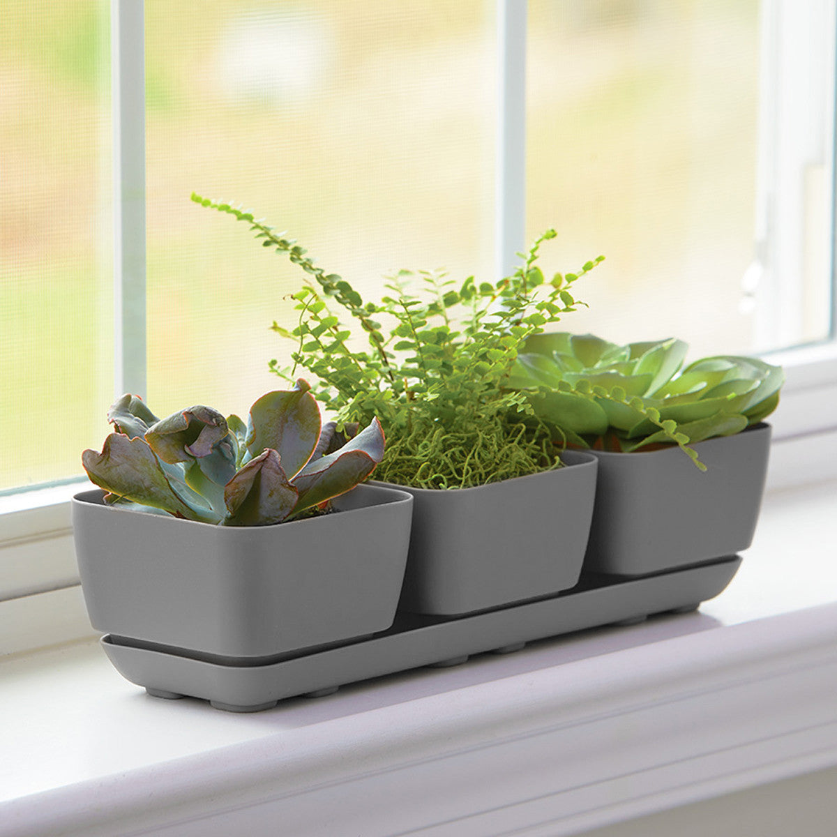 Majestic Herb & Succulent Trio Planter by BFG – Wasson Nursery