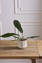 Load image into Gallery viewer, Everleaf Pot