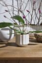 Load image into Gallery viewer, Everleaf Pot
