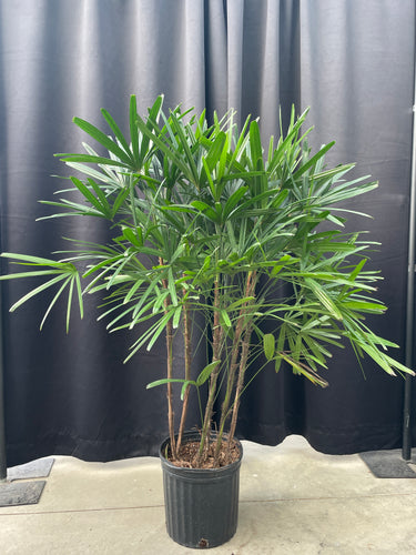 Rhapis 'Lady Palm'