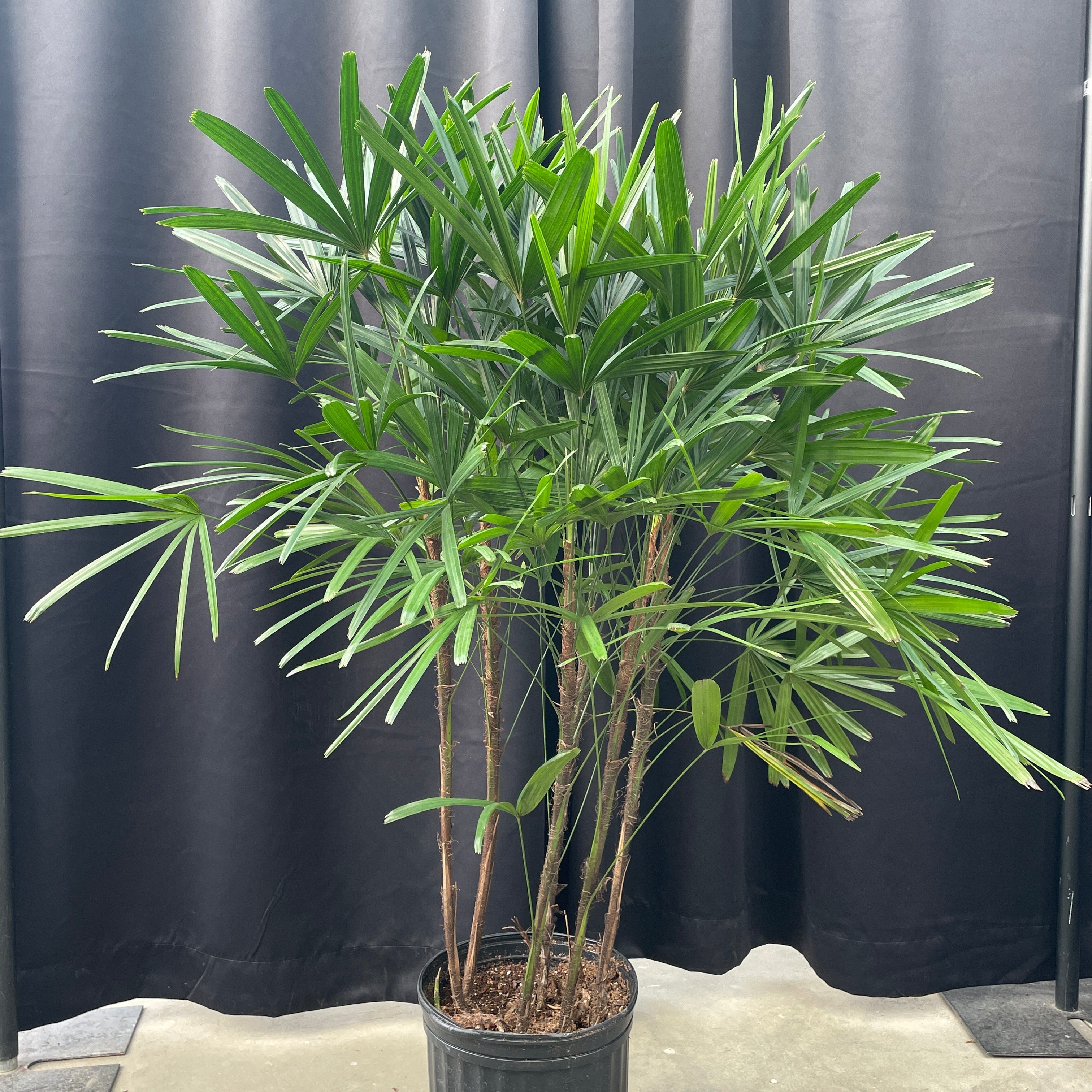 rhapis indoor plant Rhapis 'Lady Palm'