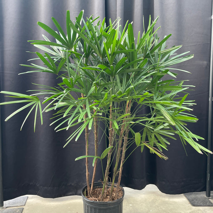 palm leaf house plant Rhapis 'Lady Palm'