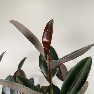 Ficus 'Burgundy' Rubber Plant