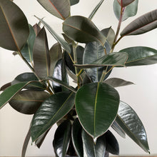 Load image into Gallery viewer, Ficus &#39;Burgundy&#39; Rubber Plant