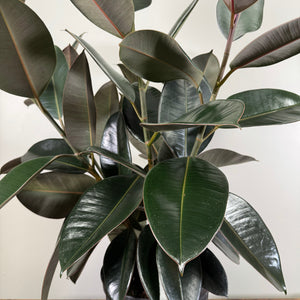 Ficus 'Burgundy' Rubber Plant