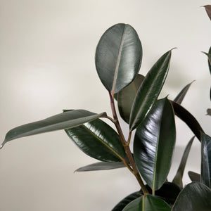 Ficus 'Burgundy' Rubber Plant