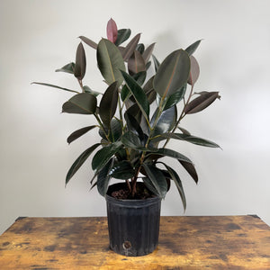 Ficus 'Burgundy' Rubber Plant