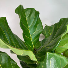 Load image into Gallery viewer, Fiddle Leaf Fig