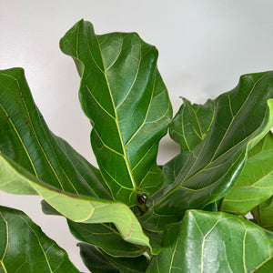 Fiddle Leaf Fig