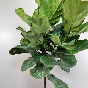 Ficus 'Fiddle Leaf Fig'