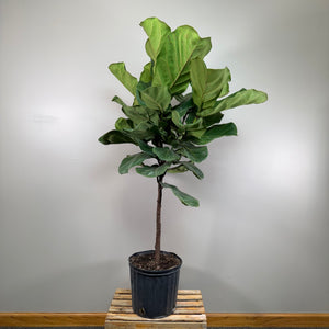 Ficus 'Fiddle Leaf Fig'