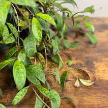 Load image into Gallery viewer, Aeschynanthus &#39;Black Pagoda&#39; Lipstick Plant