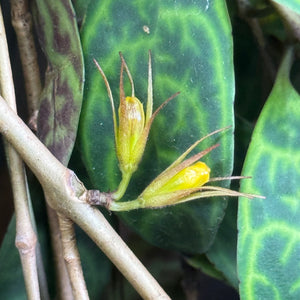 Aeschynanthus 'Black Pagoda' Lipstick Plant