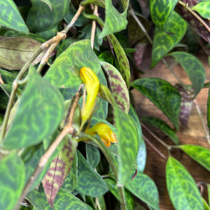 Aeschynanthus 'Black Pagoda' Lipstick Plant