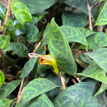 Load image into Gallery viewer, Aeschynanthus &#39;Black Pagoda&#39; Lipstick Plant