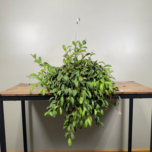 lipstick plant hanging basket Aeschynanthus 'Black Pagoda' Lipstick Plant